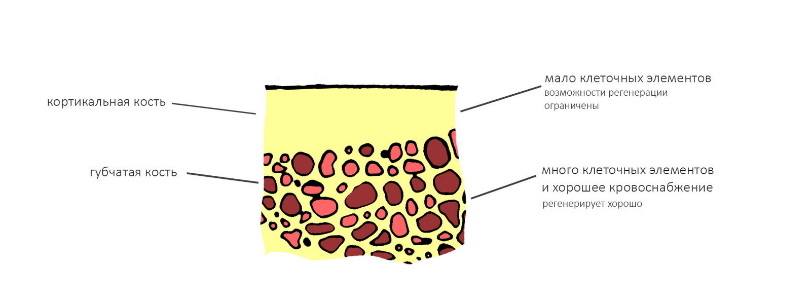 Кортикальная кость. Кортикальная и губчатая кость. Корковый слой кости. Строение кости кортикальный слой. Структура кортикального слоя кости.