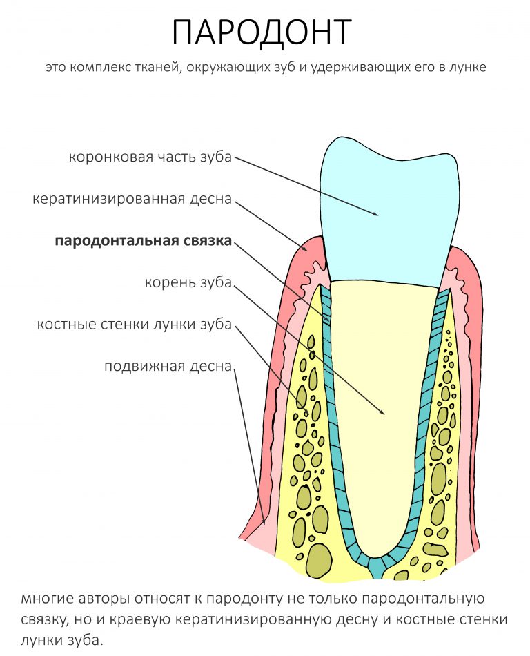 Анатомия пародонта презентация