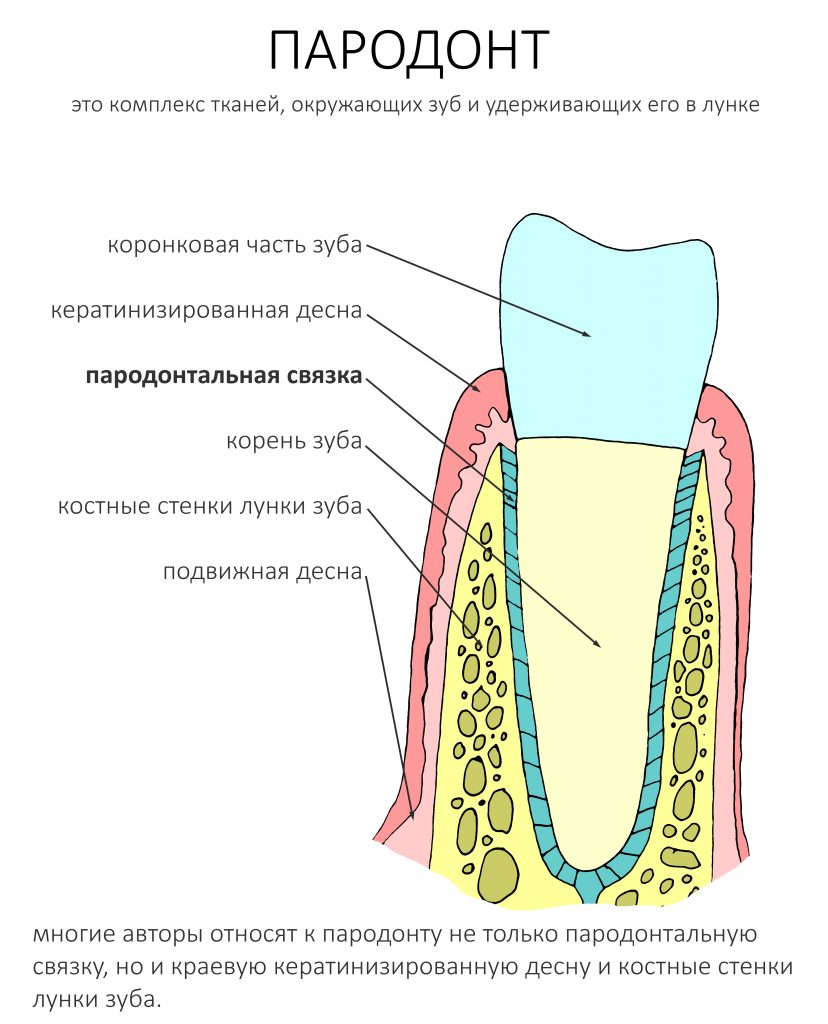 Какую функцию выполняет шейка зуба. Анатомия строение зуба периодонт. Строение пародонта и периодонта. Анатомия пародонта схема.